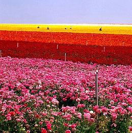 特别好评的塔防游戏《糖果灾难》已于11月12日正式发售