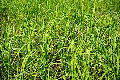 第一人称中世纪肉鸽新作《远征阿加森》即将发售